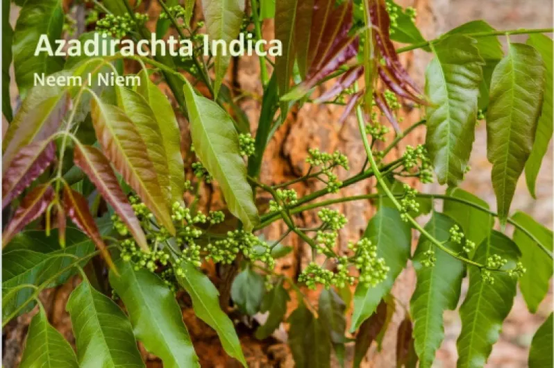 71BLOjfYkkL._AC_SL1054_